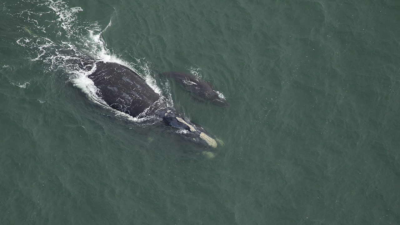 Right whale Juno and calf swimming together