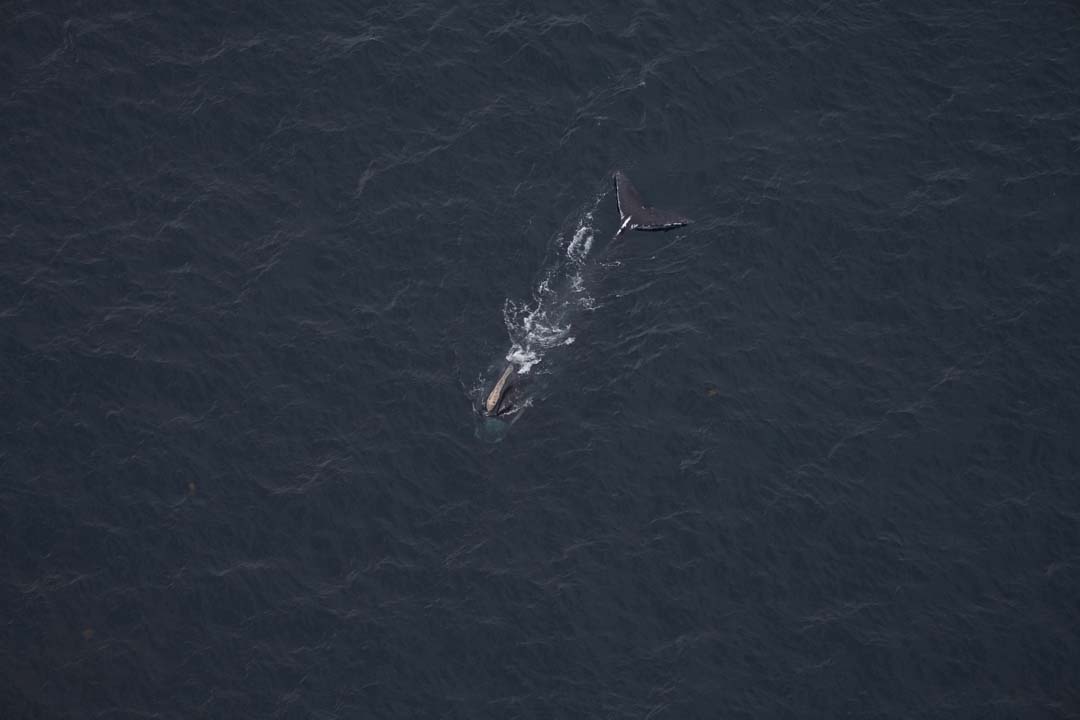Right whale Mohawk seen in the Gulf of Maine