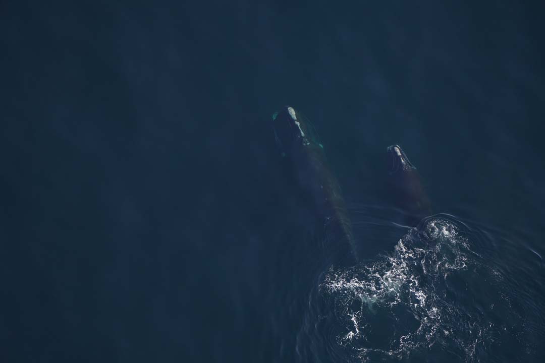 A right whale and calf