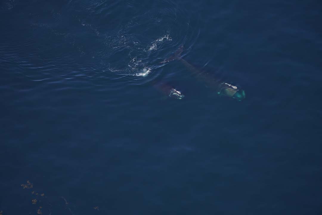 A right whale and calf