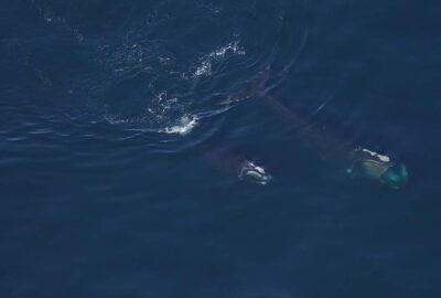 Fall Feeding Frenzy: Aerial Survey Sightings from the Gulf of Maine