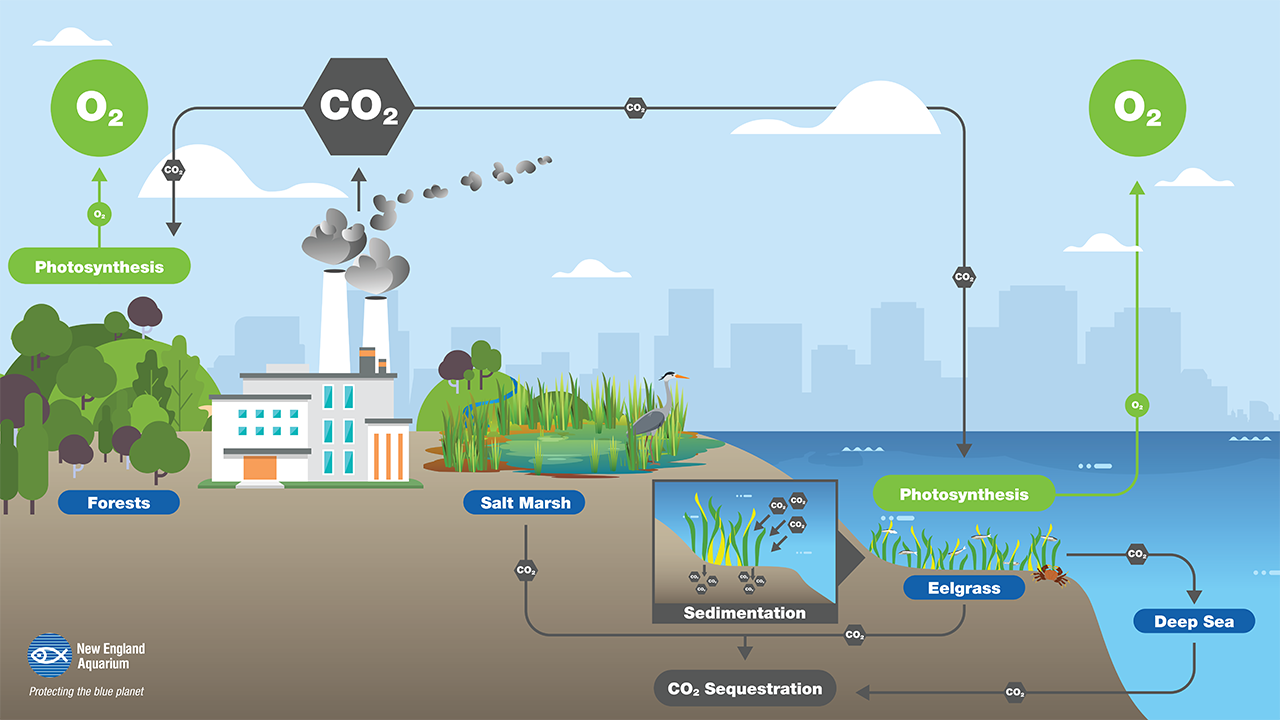 Carbon from the atmosphere is stored in plants and sediment of blue carbon habitats