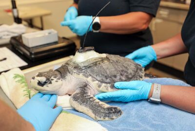 How to Track a Sea Turtle