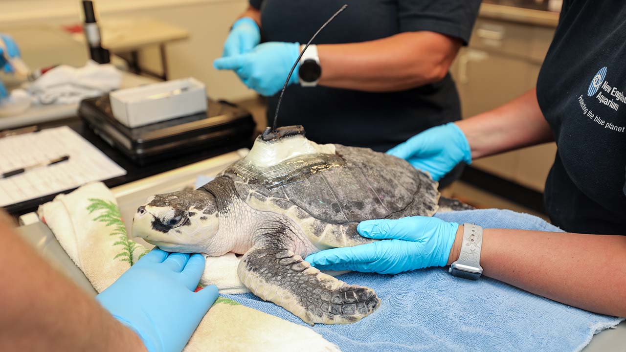 A sea turtle receiving a satellite tag on its shell