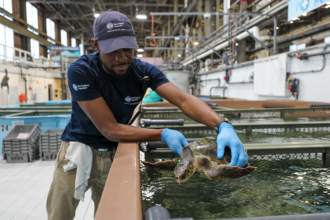 A person holding a sea turtle over a large tank