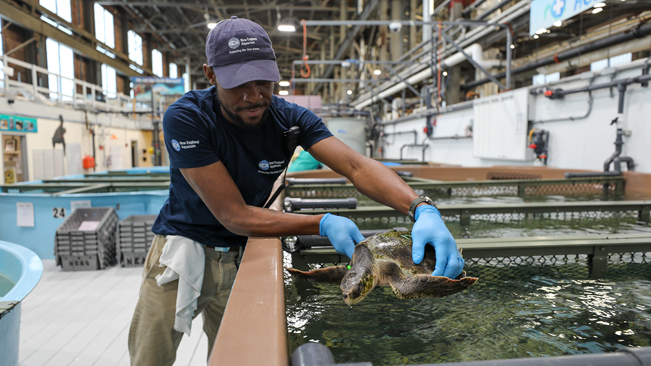 A person holding a sea turtle over a large tank