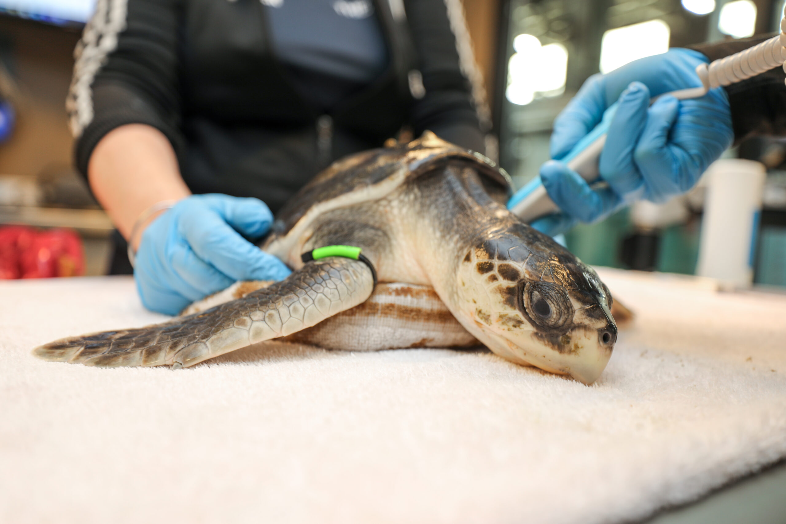 Kemp's ridley sea turtle