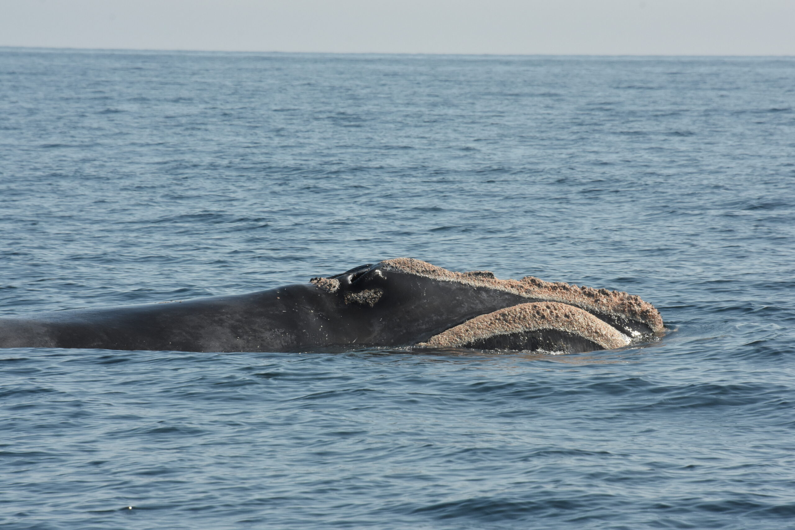 North Atlantic right whale Jagger
