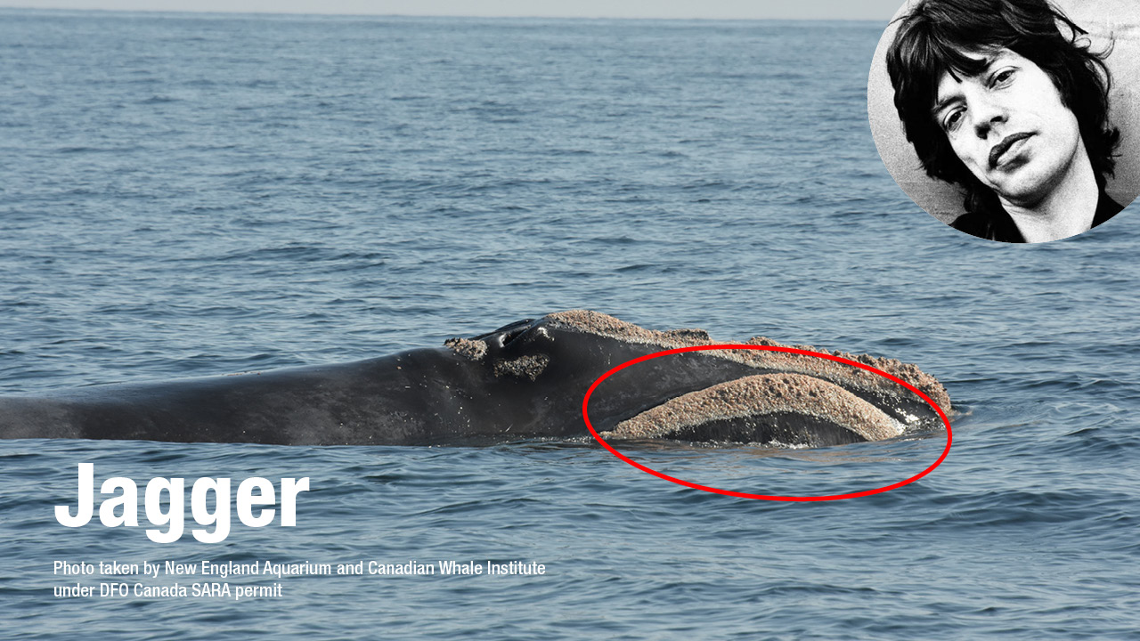 Right whale Jagger