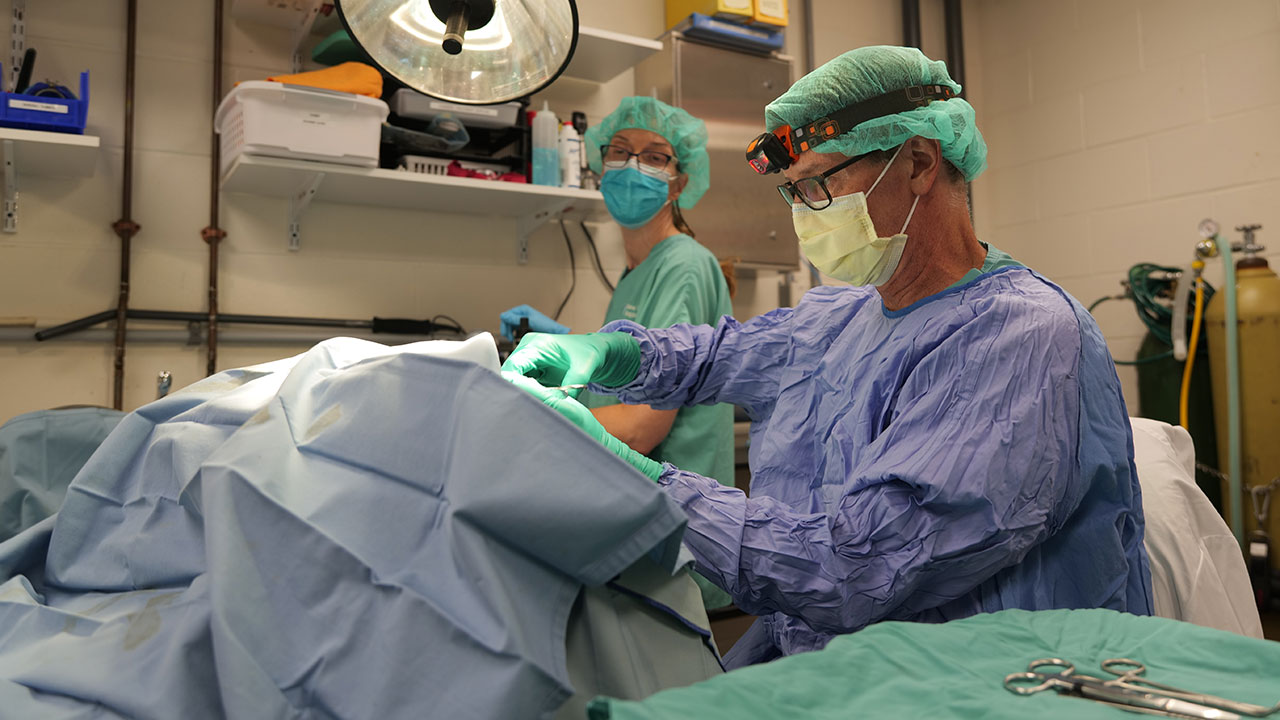 Dr. Innis performs the acoustic tag implantation procedure on a loggerhead in 2021.