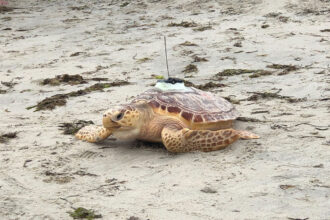 A loggerhead with both an acoustic tag and satellite tag is released back into the ocean in 2021.