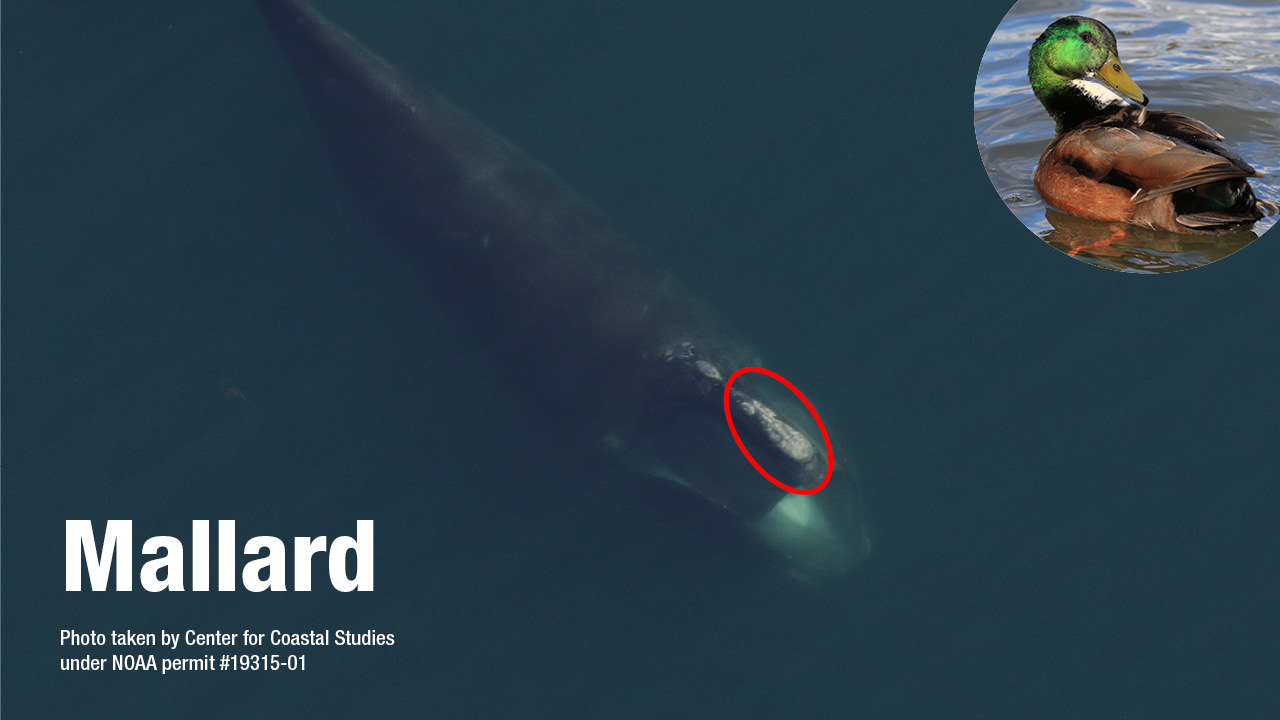 Right whale Mallard