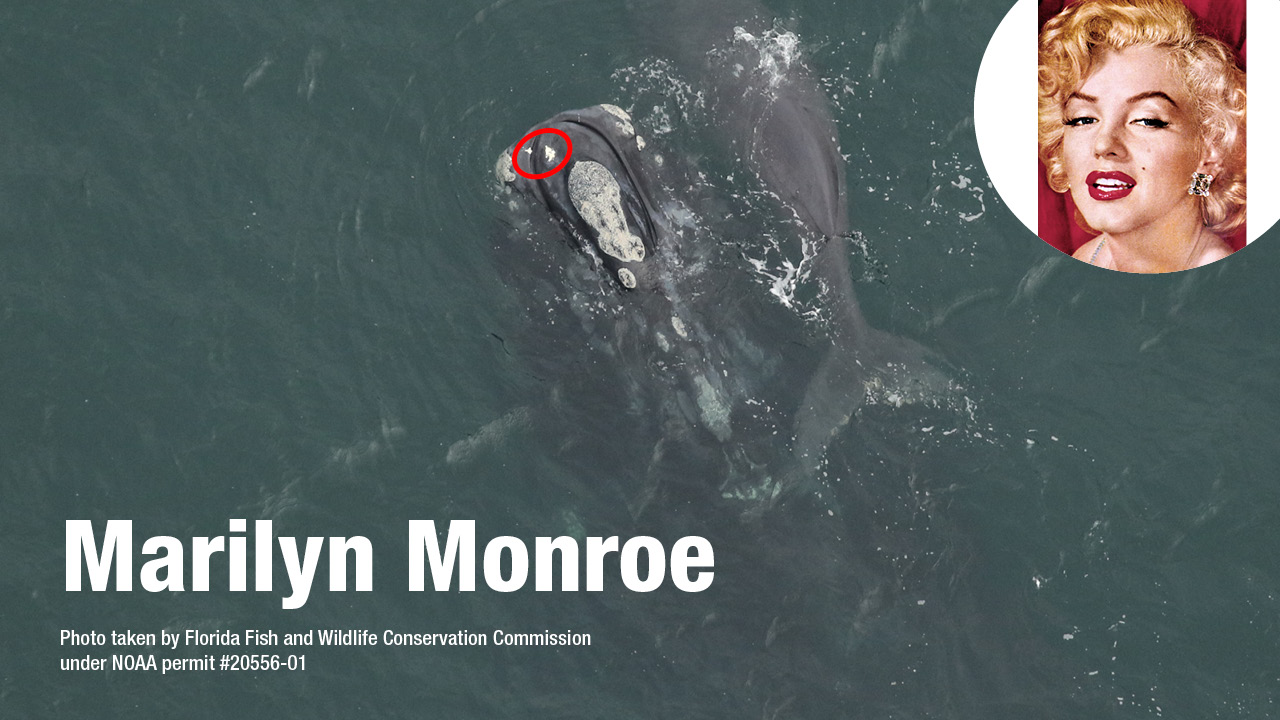 Right whale Marilyn Monroe