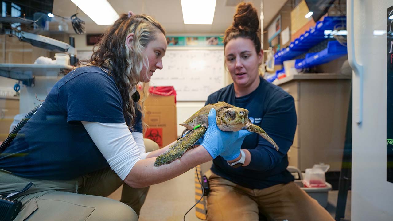 Two people attending to a sea turtle