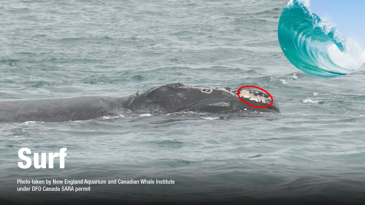 Right whale Surf