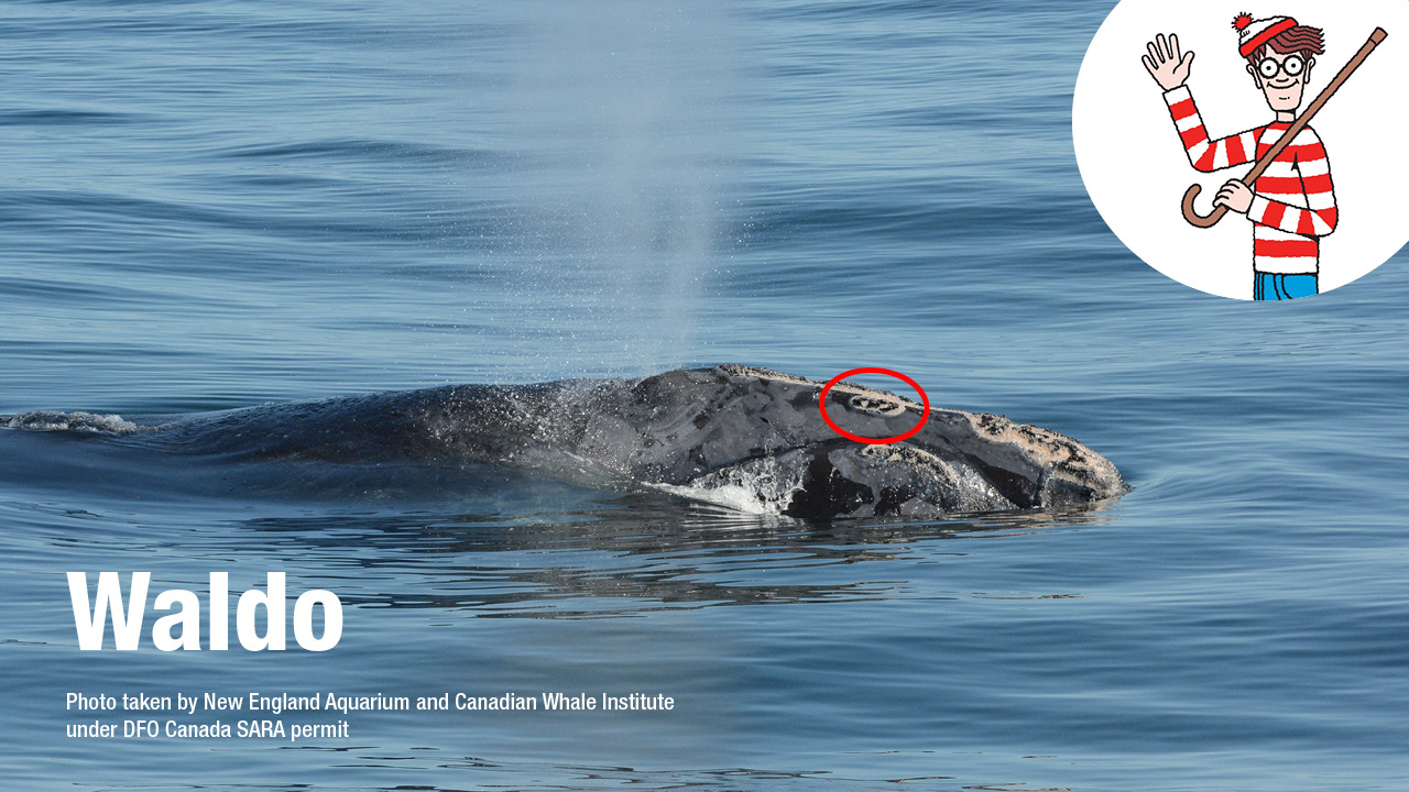 Right whale Waldo