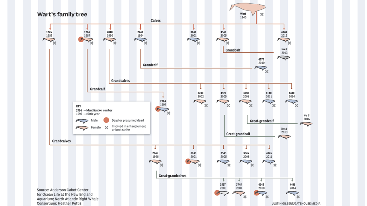 Wart the right whale's family tree