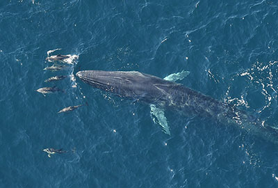 a fin whale and pod of dolphins swim through blue waters