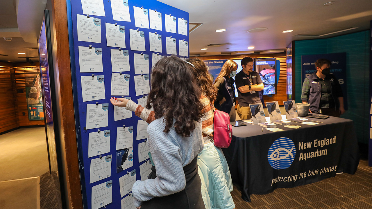 People looking at a wall of postcards at the Aquarium