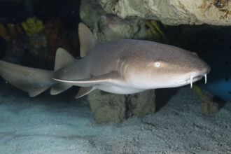 Cirri the nurse shark swimming