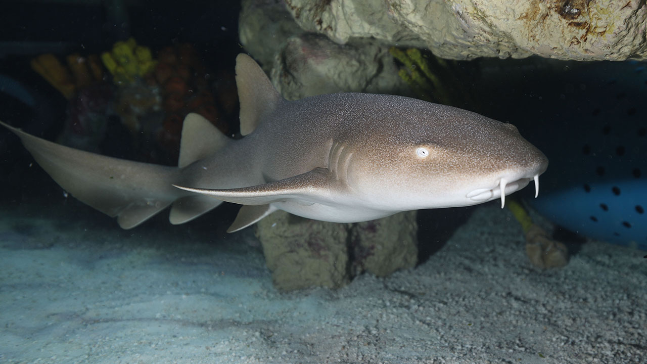 Cirri the nurse shark swimming