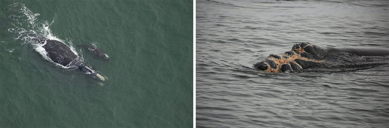 The photo on the left shows “Juno” (Catalog #1612) and her newborn calf healthy off South Carolina on Nov. 28, 2023. On the right, the calf is pictured on Jan. 11, 2024, with injuries on the head, mouth, and left lip consistent with a vessel strike.