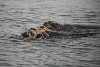 New Study Finds Vessel Speed Restrictions Essential to Protecting Large Whales