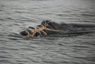 New Study Finds Vessel Speed Restrictions Essential to Protecting Large Whales