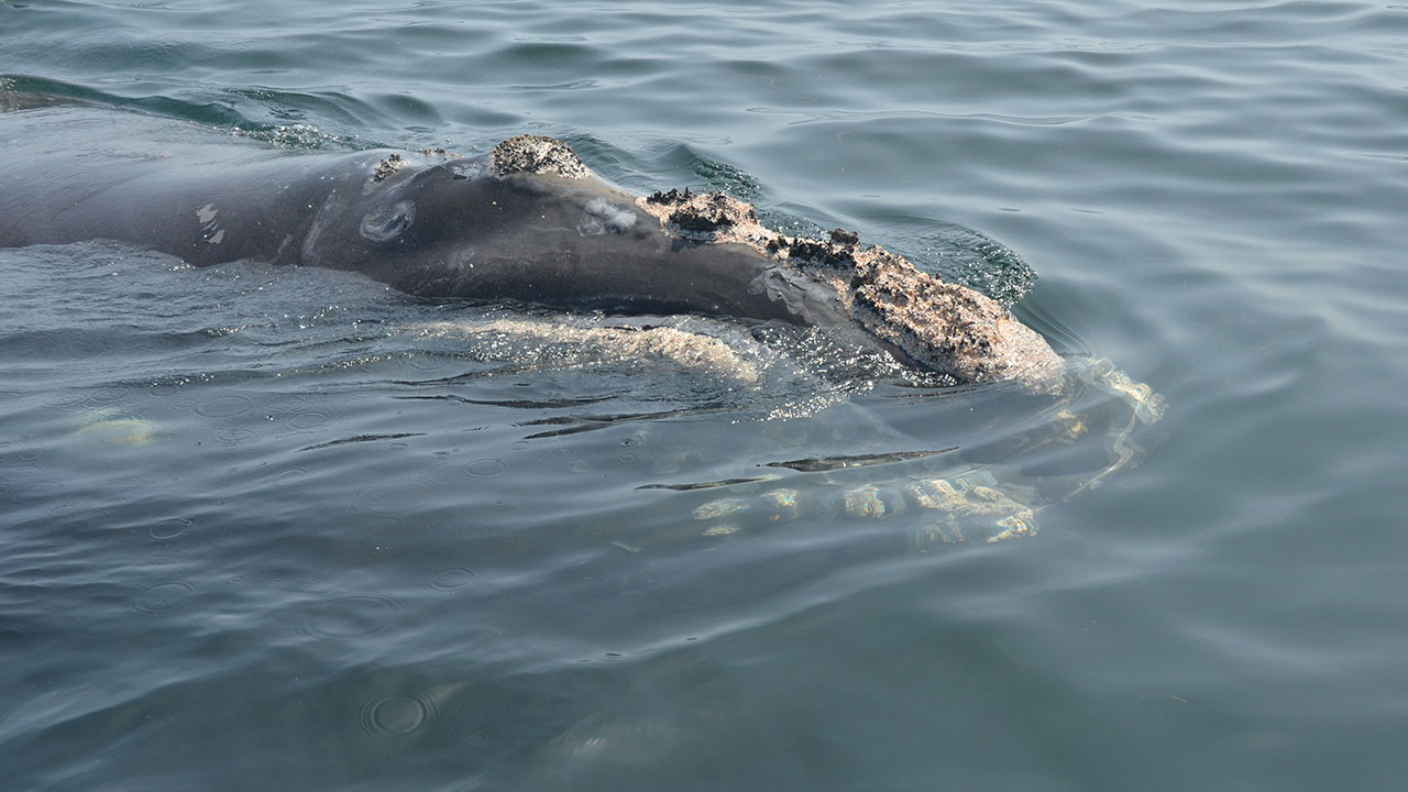 Right whale Catalog #5104 approaches the FRC Charlie