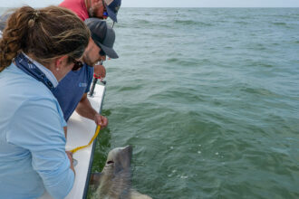 Three people reeling in a shark over the side of a boat