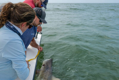 Three people reeling in a shark over the side of a boat