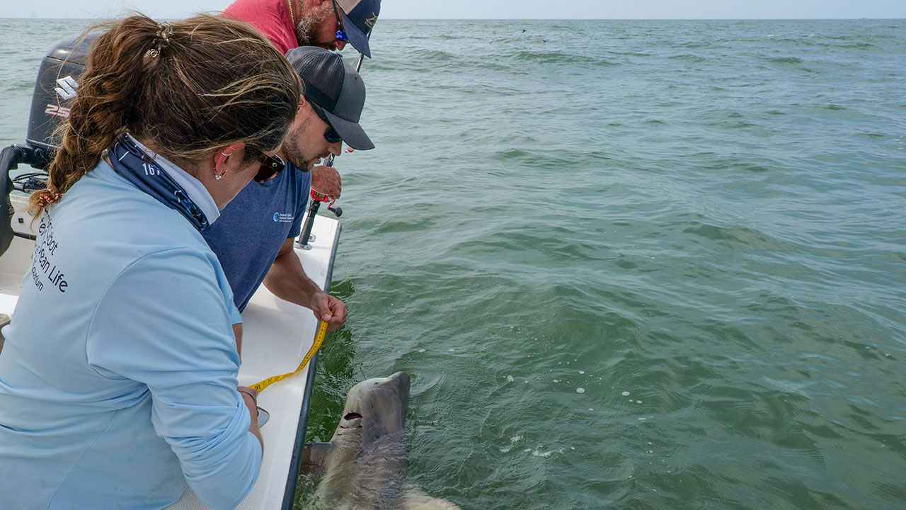 Three people reeling in a shark over the side of a boat