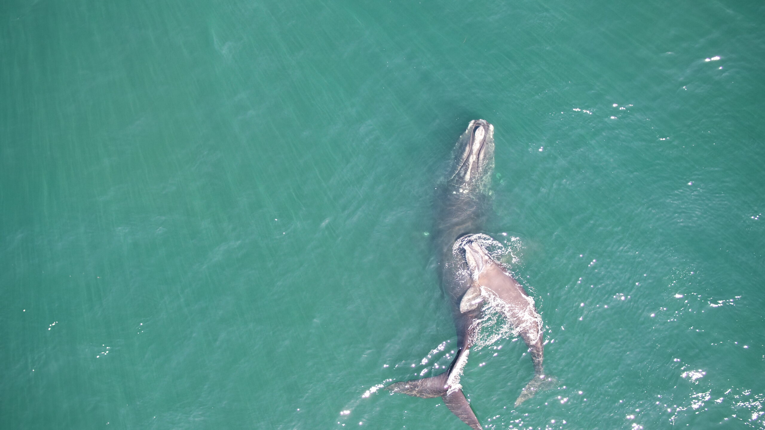 Deceased right whale yearling