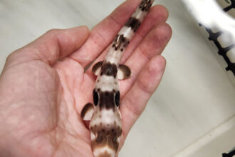 Welcoming Epaulette Shark Hatchling #100