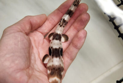 Welcoming Epaulette Shark Hatchling #100