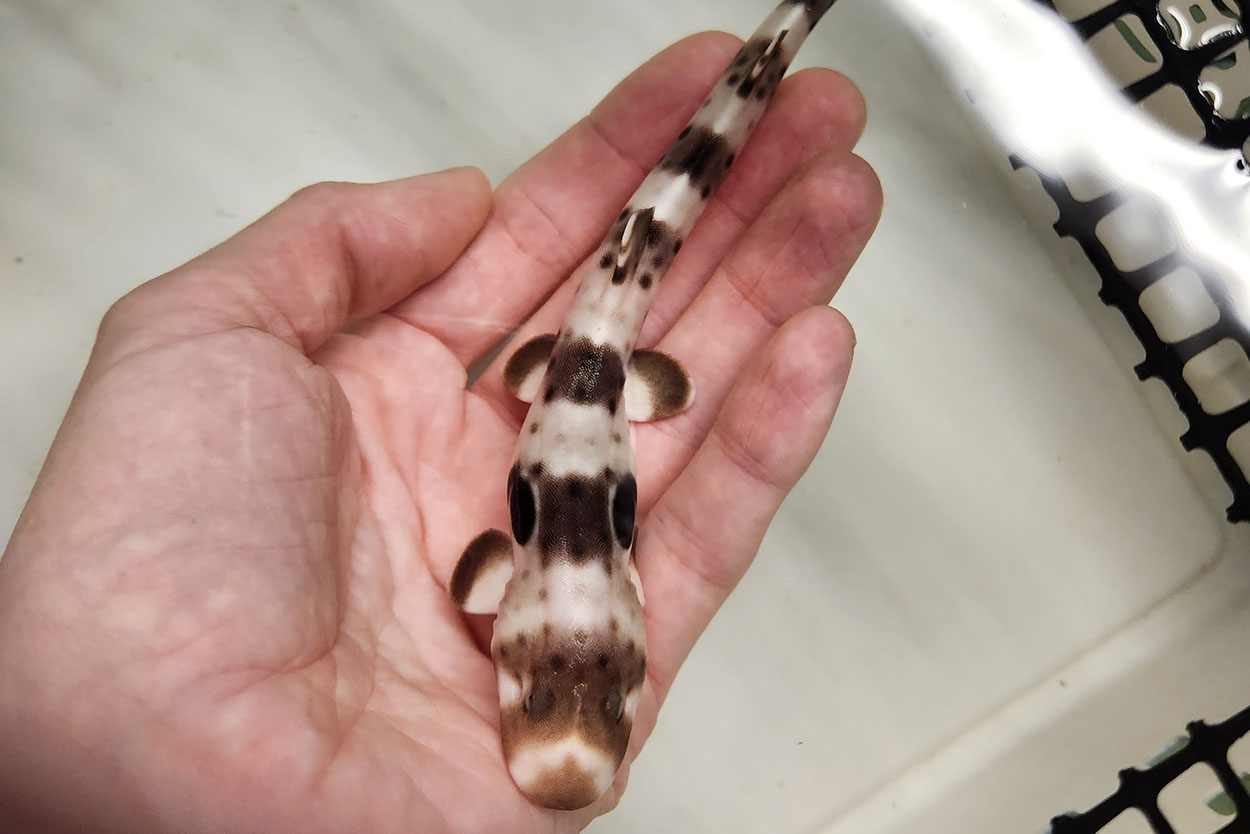 An epaulette shark pup held in the water in a person's open palm