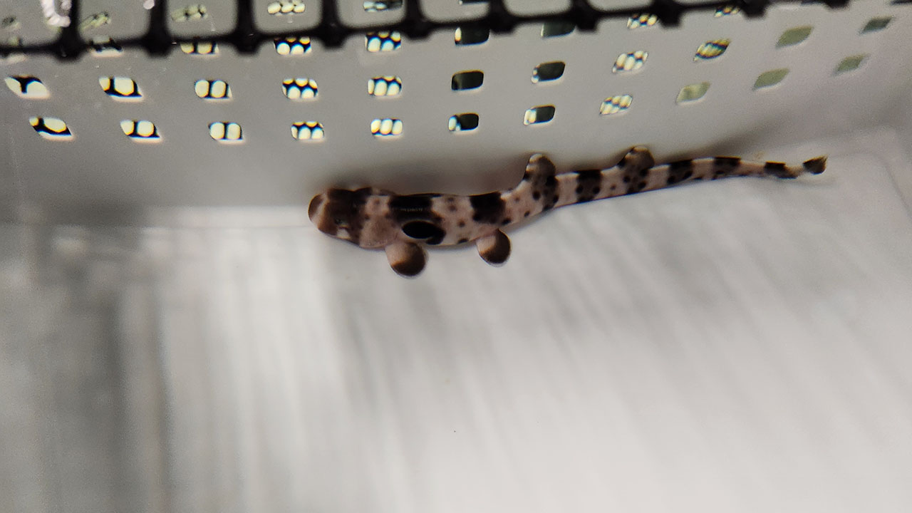 Epaulette shark #100 after hatching