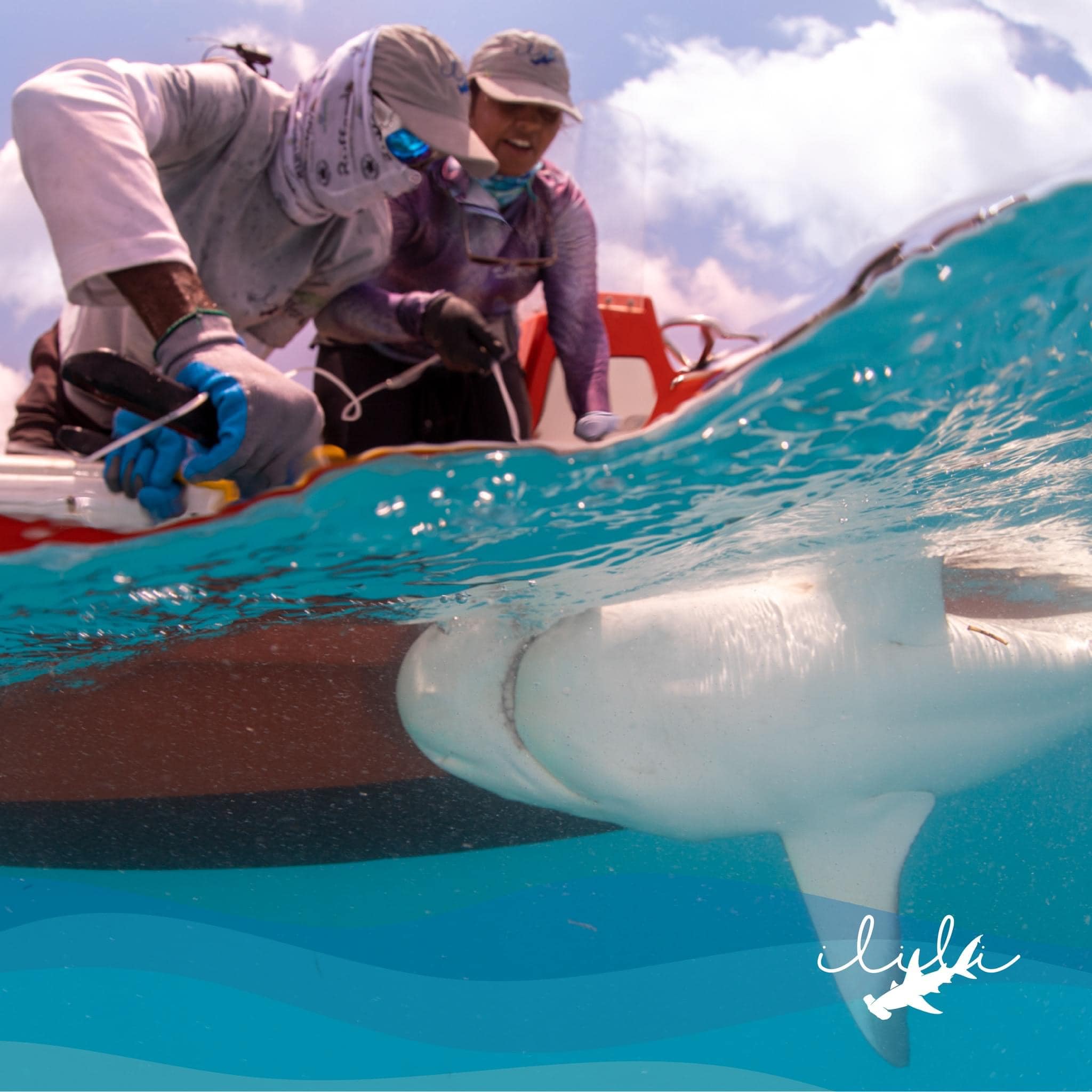 Members of Ilili, founded by MCAF Project Leader Gabriela Ocha, measuring sharks in Honduras