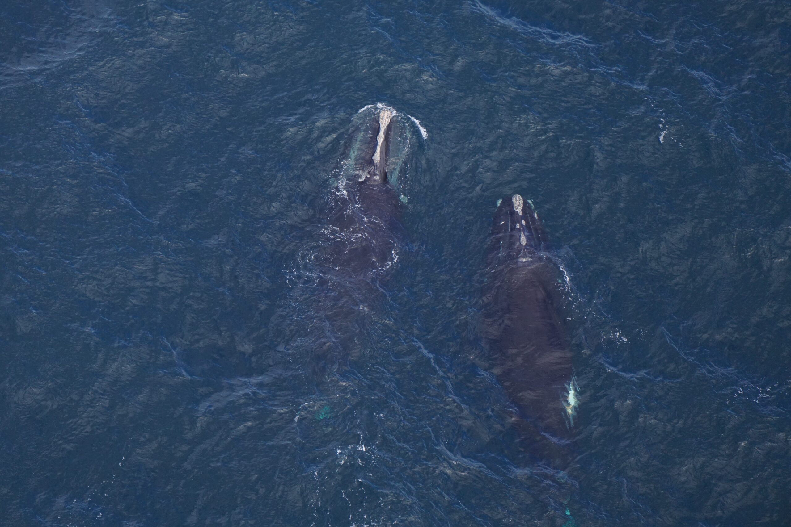 Right whale 4617 and 3503 Caterpillar skim feeding