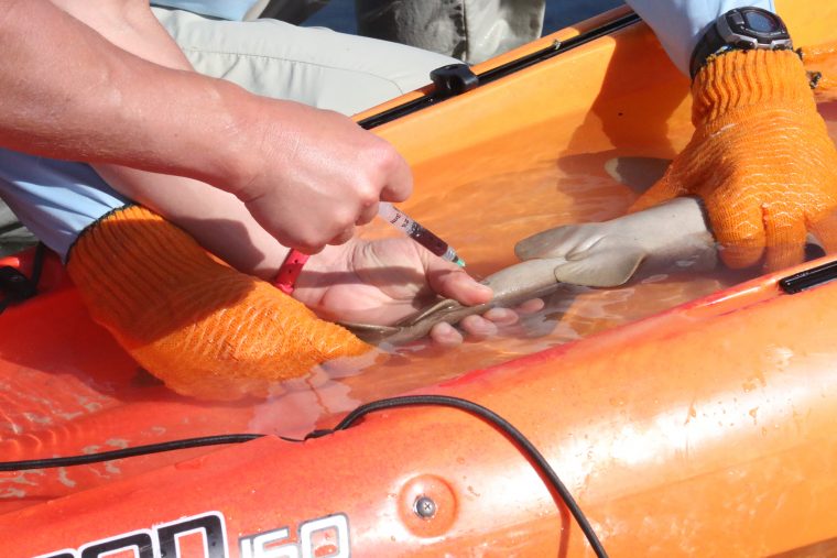 Baby shark blood draw