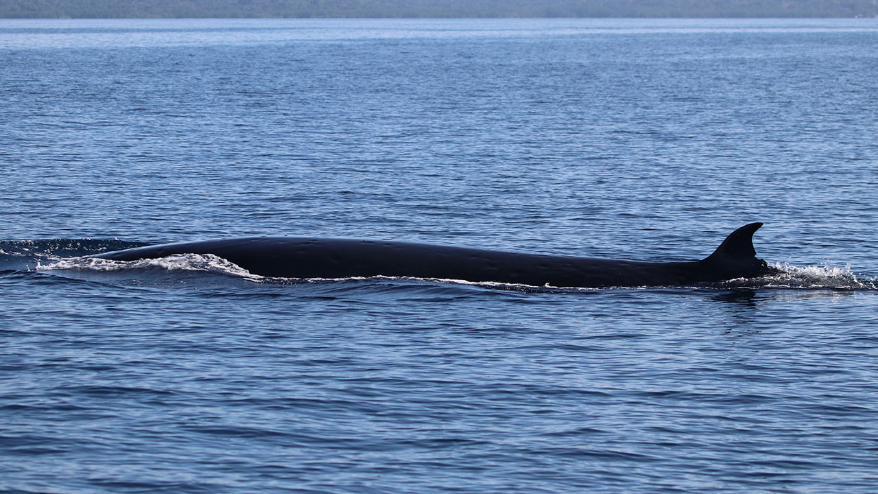 Bryde whale encountered during survey in Bohol Sea by MCAF Project Leader Jo Marie Acebes