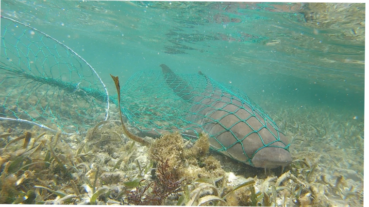 Nurse shark in net