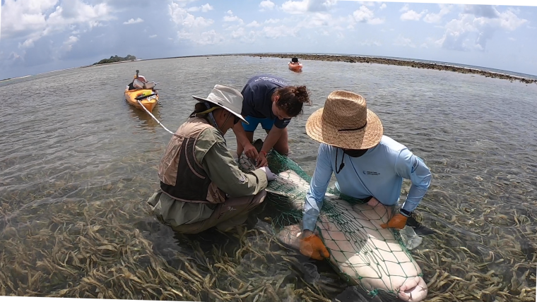 Drawing blood from nurse shark