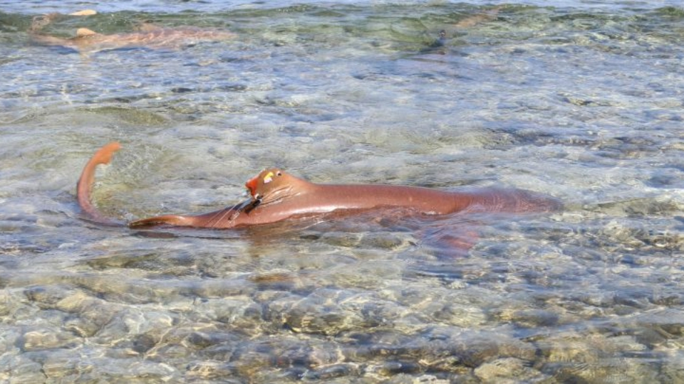 A tagged female nurse shark named Brienne of Tarth.