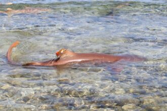 A Day in the Field: Science, Sun, Shark Mating