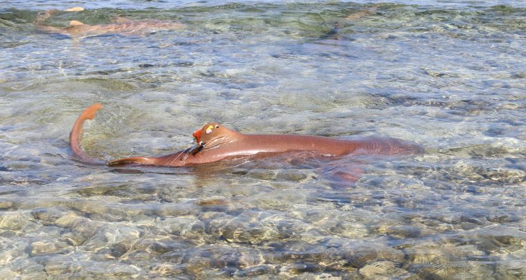 Nurse shark