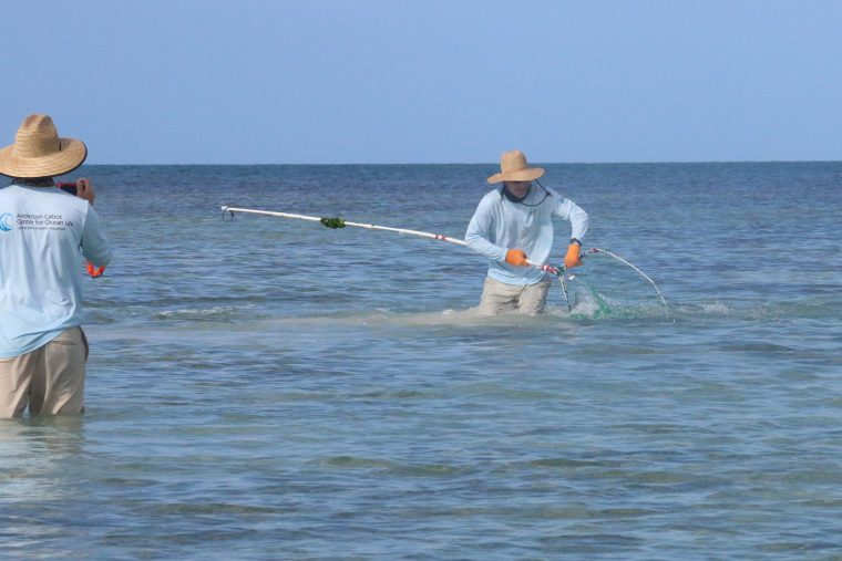 Nick wrangles a shark