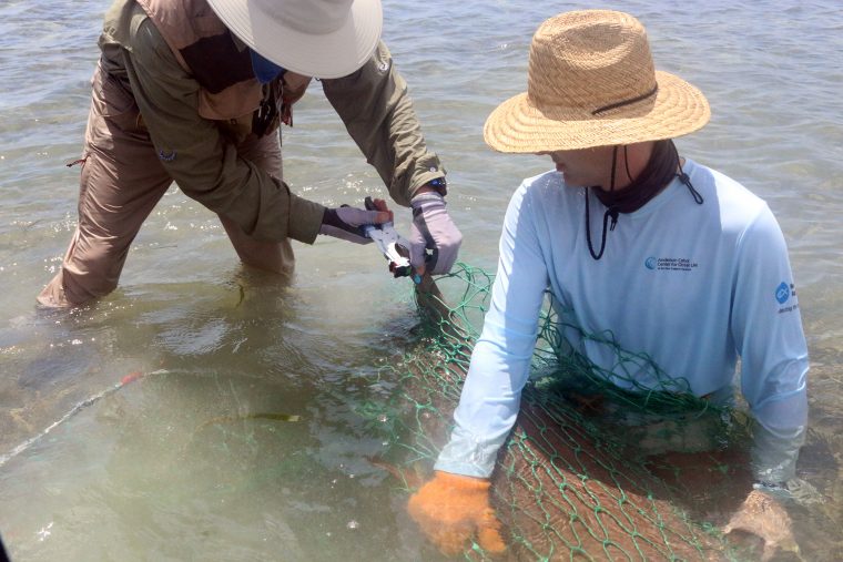 Tagging a shark