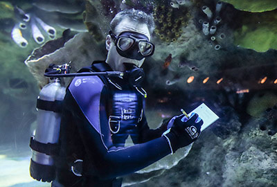 An Aquarium diver conducts a census in the Giant Ocean Tank
