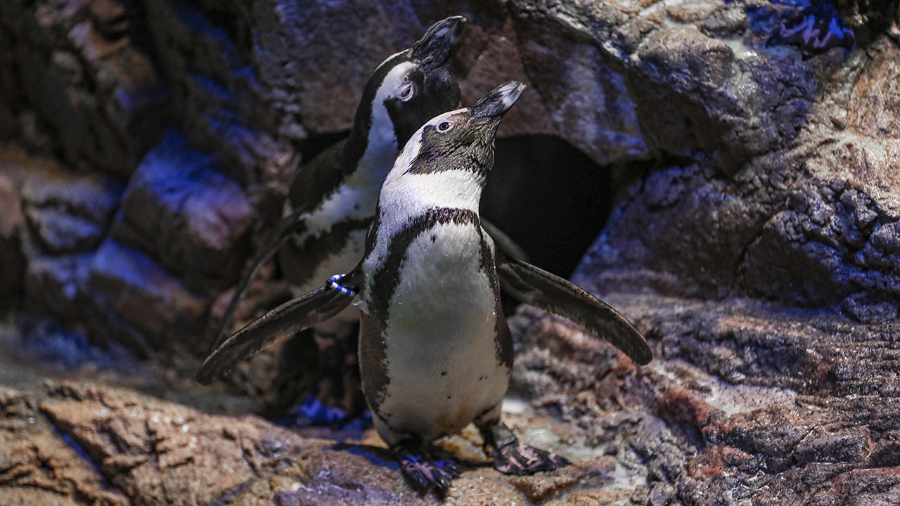 Two African penguins